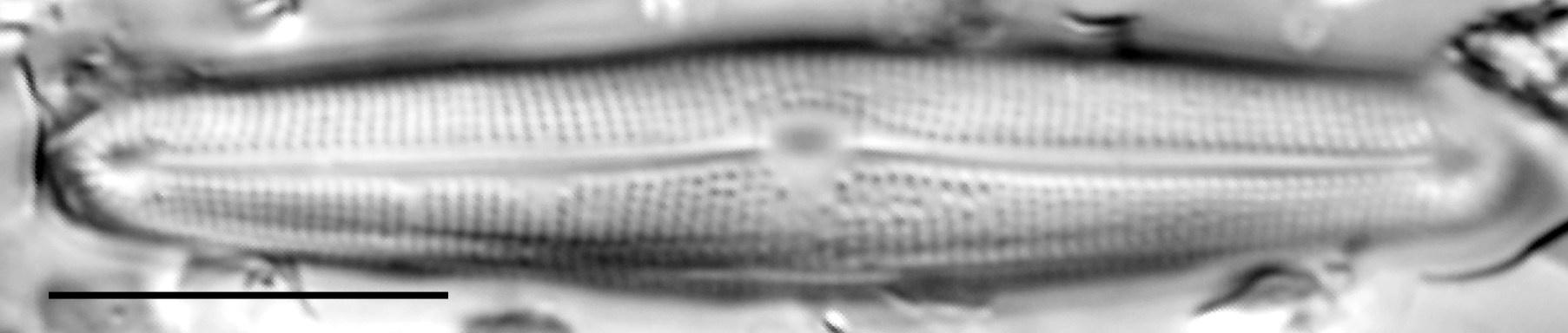 Frustulia creuzburgensis LM7