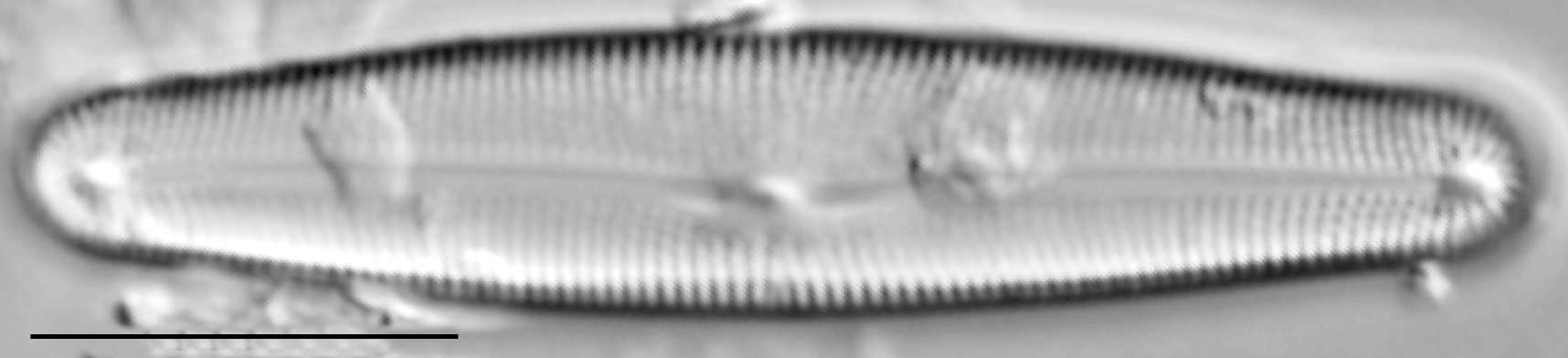 Frustulia creuzburgensis LM4