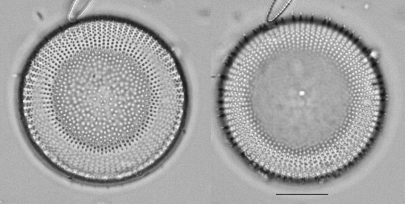 L  Erie  S Alpinus Type  I   32 A And B 1