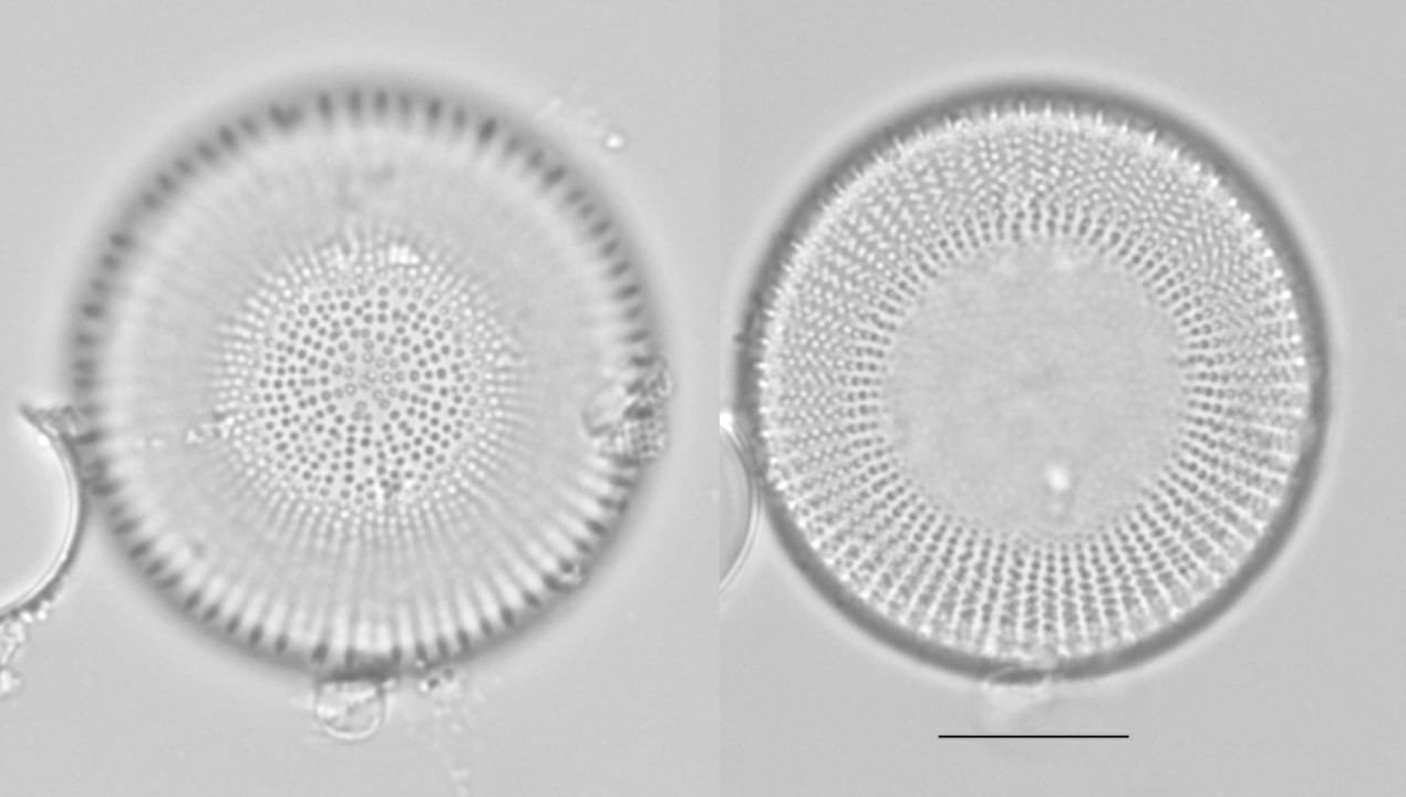 L  Erie  Stephan Alpinus  Type 1 18A And 18B 1