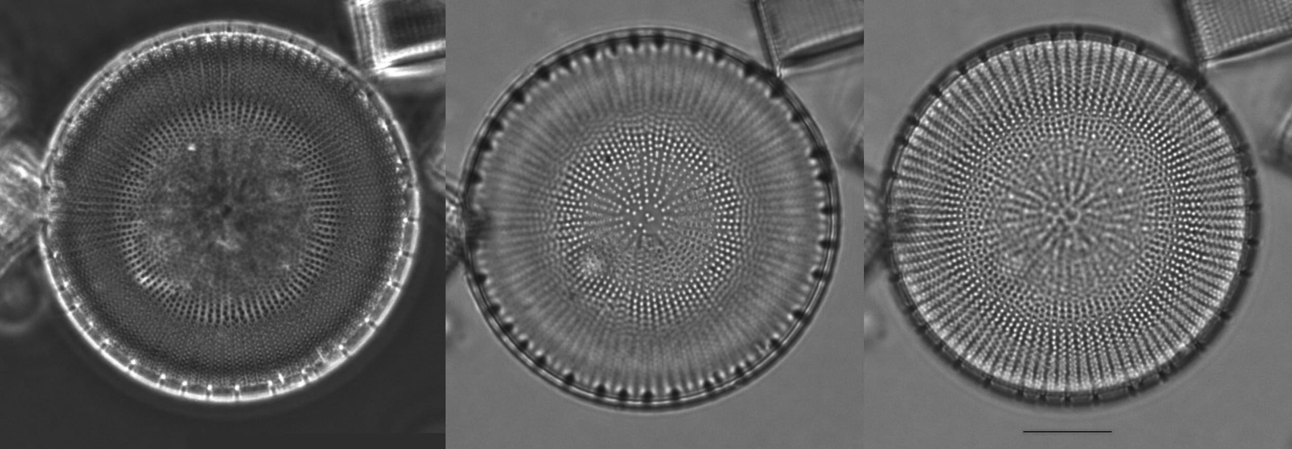 Lake  Erie  Er43  Stephanodiscus Alpinus  Type  Ii  Iii 4 Edited 1