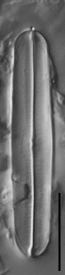 Fallacia latelongitudinalis LM5