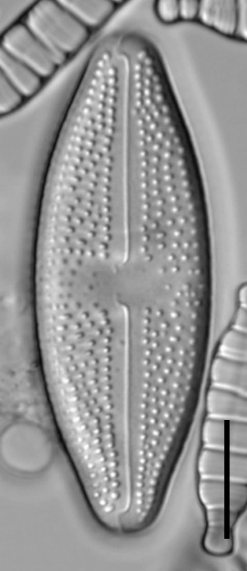 Luticola_hamiltonii_1