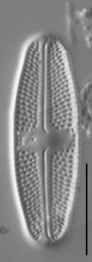 Luticola Arctica Gc63412 1