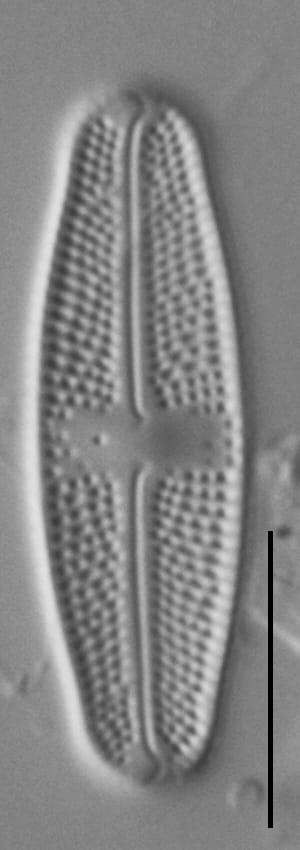 Luticola Arctica Gc63412 12