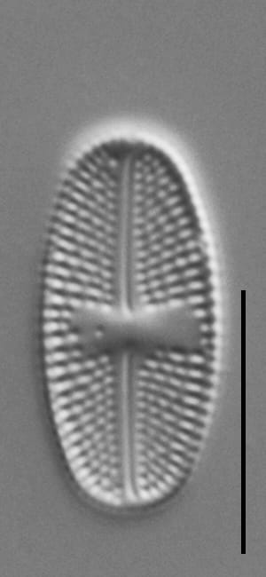 Luticola Arctica Gc63412 16