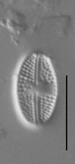 Luticola Arctica Gc63412 19