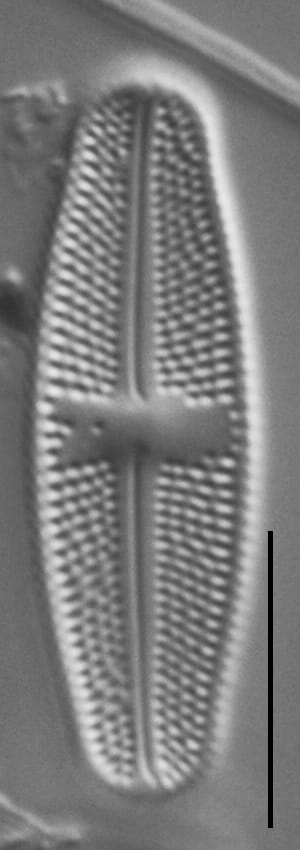 Luticola Arctica Gc63412 3