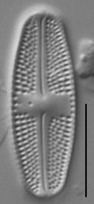 Luticola Arctica Gc63412 6