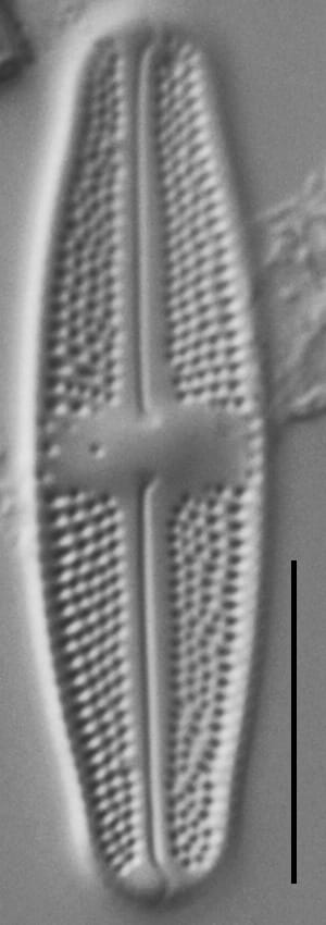 Luticola Arctica Gc63412 7