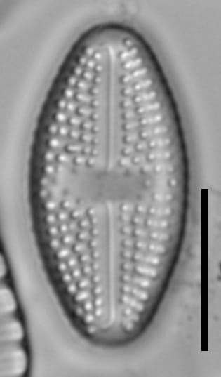 Luticola_hamiltonii_3