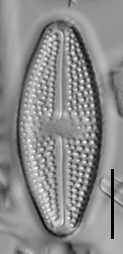 Luticola_hamiltonii_5