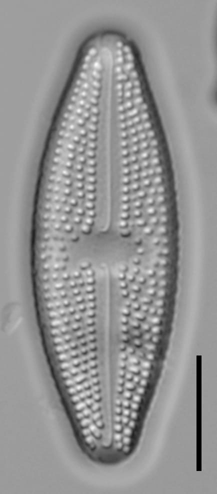 Luticola_hamiltonii_6