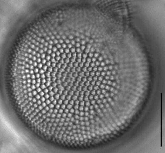 Actinocyclus normanii_LM1