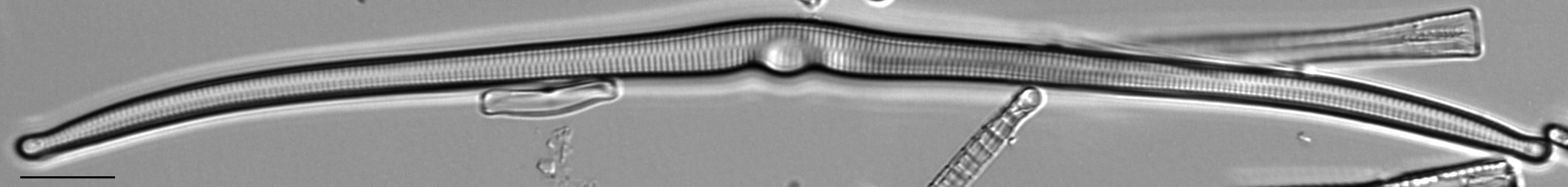 Hannaea superiorensis LM6