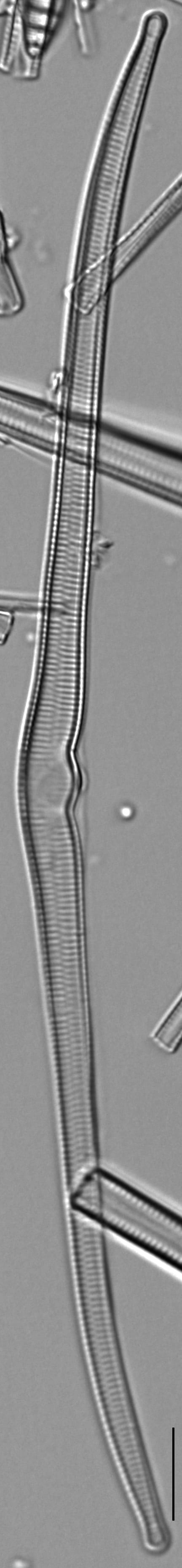 Hannaea superiorensis LM7