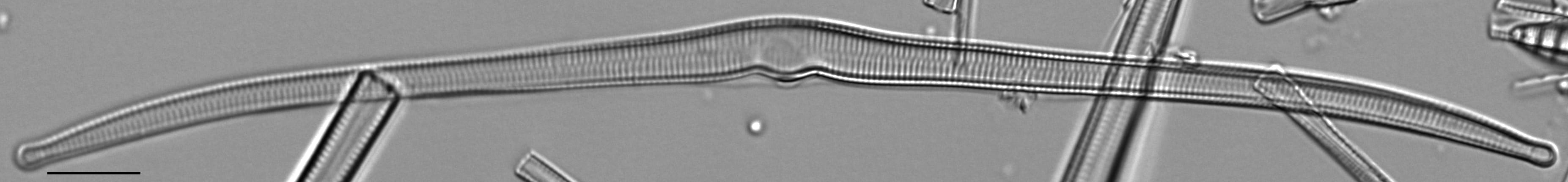 Hannaea superiorensis LM7