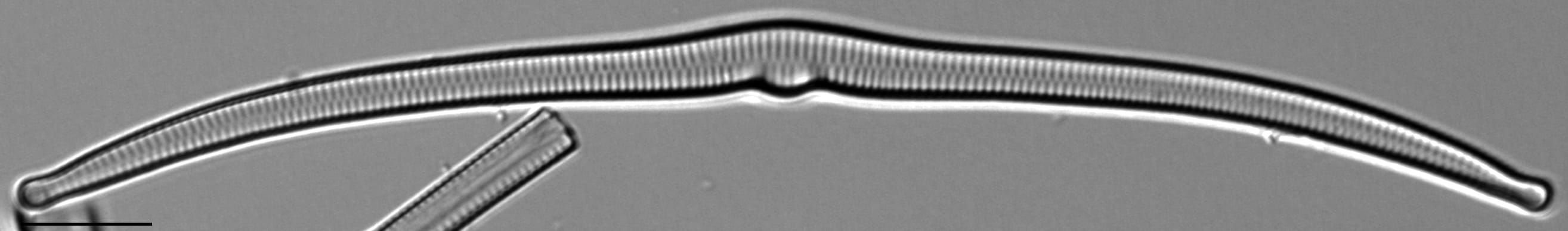 Hannaea superiorensis LM2