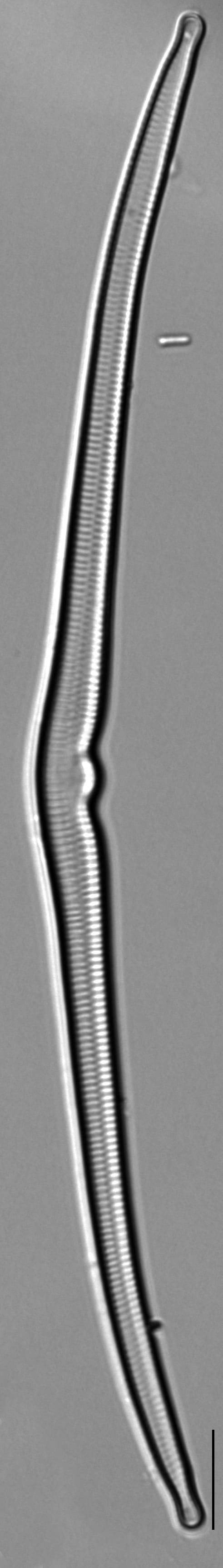 Hannaea superiorensis LM4