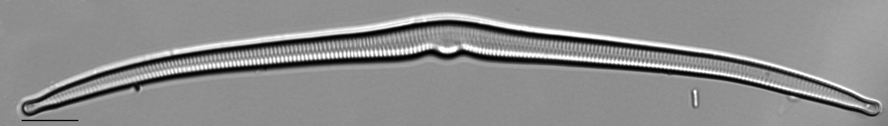 Hannaea superiorensis LM4