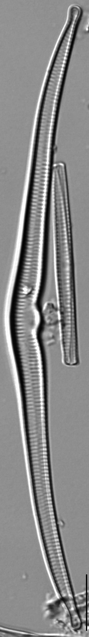 Hannaea superiorensis LM1