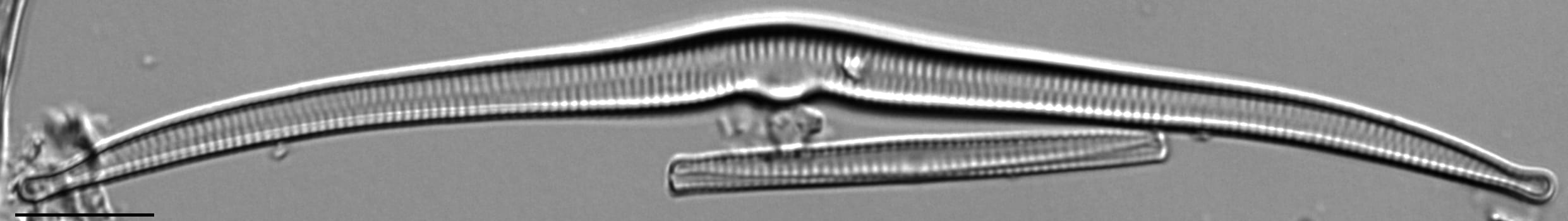 Hannaea superiorensis LM1