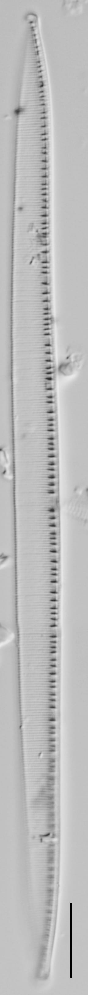 Nitzschia_tenuis_LM2