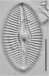 Diploneis puellafallax LM2