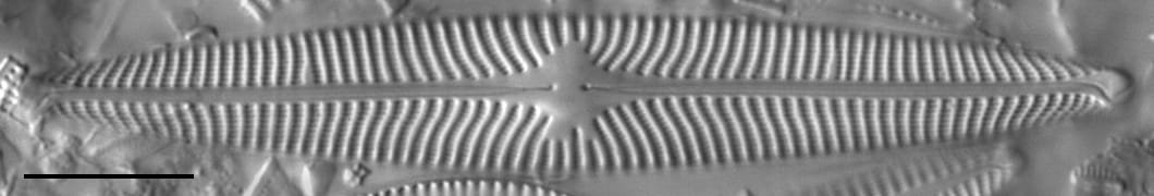 Navicula radiosa LM7