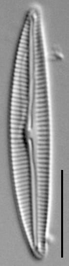 Encyonema evergladianum LM3