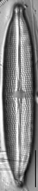 Mastogloia calcarea LM3