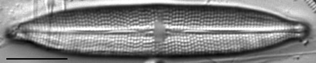 Mastogloia calcarea LM3