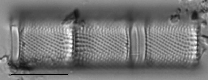 Aulacoseira ambigua LM6