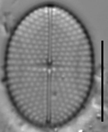 Mastogloia binotata LM3