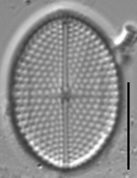 Mastogloia binotata LM4