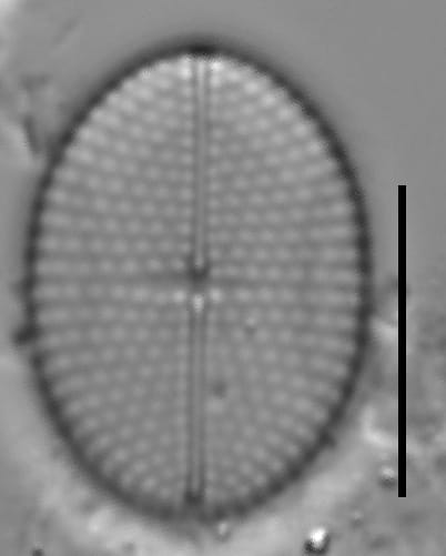 Mastogloia binotata ILL L 14 37 01