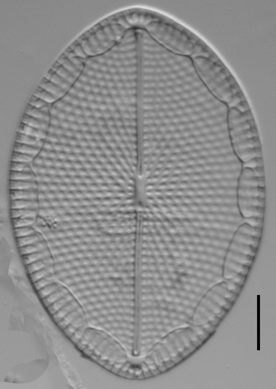 Mastogloia fimbriata LM1