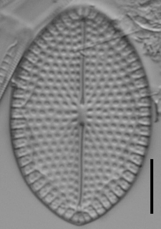 Mastogloia fimbriata LM5