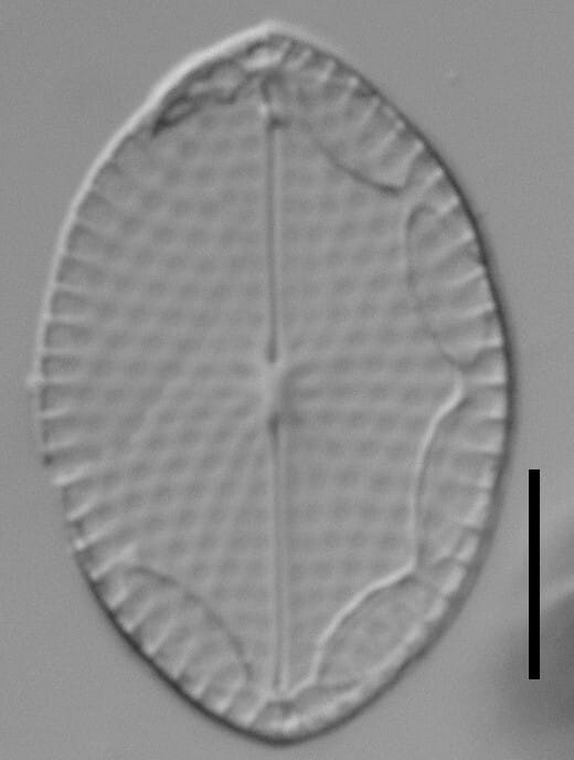 Mastogloia fimbriata LM6