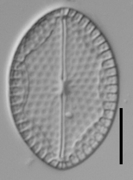 Mastogloia fimbriata LM7