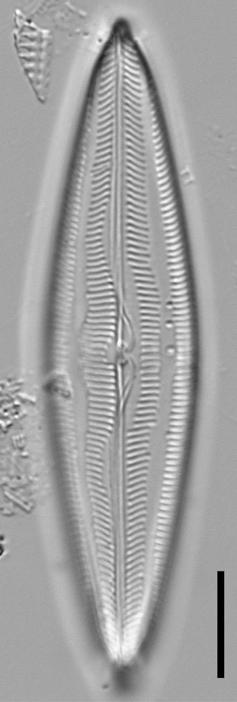 Mastogloia floridensis LM5