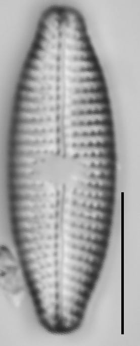 Mastogloia taralunae LM1