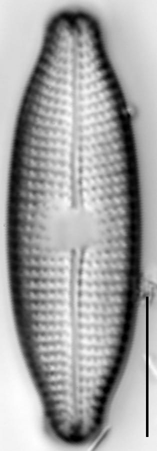 Mastogloia taralunae LM4