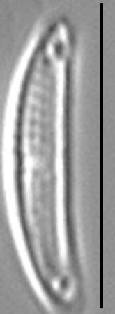 Medlinella amphoroidea LM3