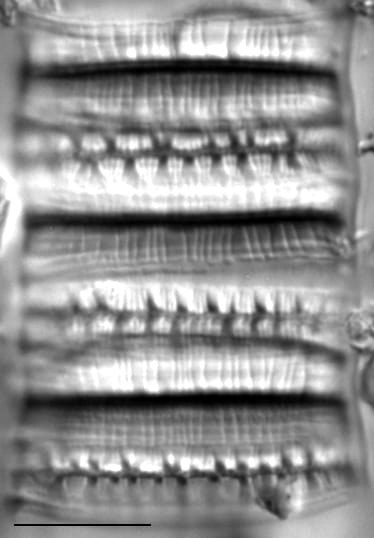 Meridion lineare LM2