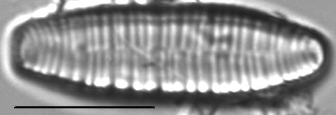 Meridion lineare LM3