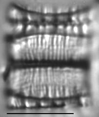 Meridion lineare LM5