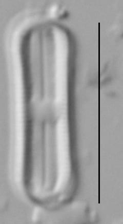 Humidophila contenta LM4