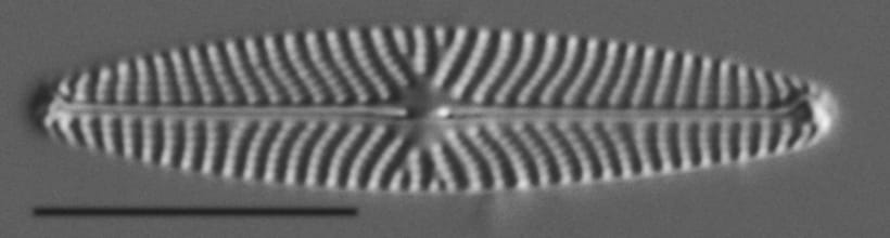 Navicula eileeniae LM4