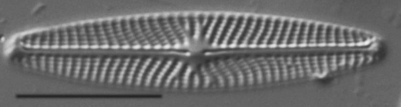 Navicula eileeniae LM1